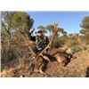 Image 1 : Spanish Hunt Donated By: Gonzalo Colomina for hunters choice of Mouflon Sheep, Fallow or Red Deer