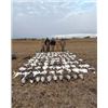 Image 1 : South Dakota Snow Goose Conservation Hunt 1 day 6 hunters with South Dakota Snows.