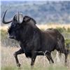 Image 1 : 4 days Plains game hunt for 1 hunter (rifle or handgun) and 1 non-hunter in Victoria Falls Donated B