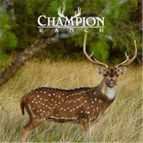 2-day fully guided Trophy Axis Buck hunt for one hunter at the renowned Champion Ranch in Brady, Tex