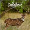 Image 1 : 2-day fully guided Trophy Axis Buck hunt for one hunter at the renowned Champion Ranch in Brady, Tex
