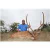 Image 2 : 2-day fully guided Trophy Axis Buck hunt for one hunter at the renowned Champion Ranch in Brady, Tex