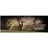 Image 2 : Mynyati Safaris is pleased to present a 10-Day Non-Trophy EXPORTABLE Bull Elephant Hunting Safari in