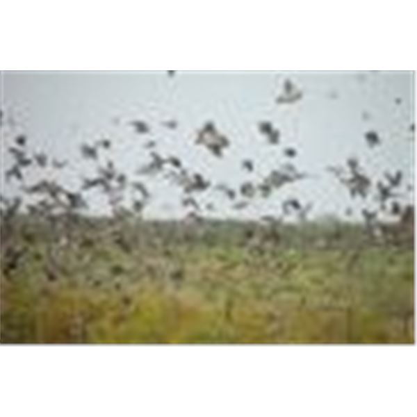 4 day and 3-night Argentina Dove Hunt for max of 6 hunters in Cordoba, Argentina with Paco Riestra.