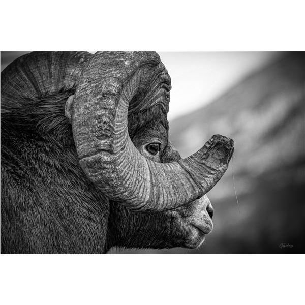 Legend etched in stone - 24" by 36" Canvas Print