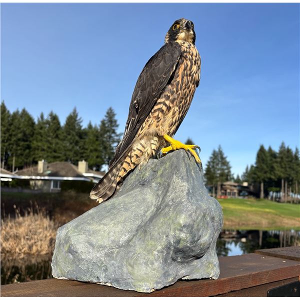 Peregrine Falcon Mount