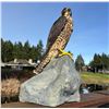 Image 1 : Peregrine Falcon Mount