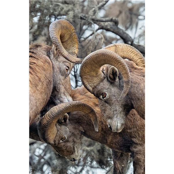 "Triple Crown" by: Amberlee Ficociello - 20" x 30" HD Aluminum Print