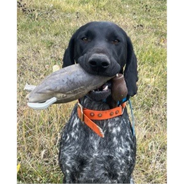 14 day dog training package