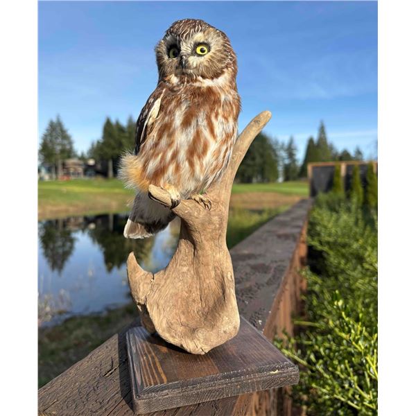 Saw Whet Owl Mount