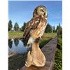 Image 2 : Saw Whet Owl Mount