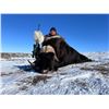 Image 2 : 5 Day Muskox Hunt