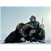 Image 4 : 5 Day Muskox Hunt