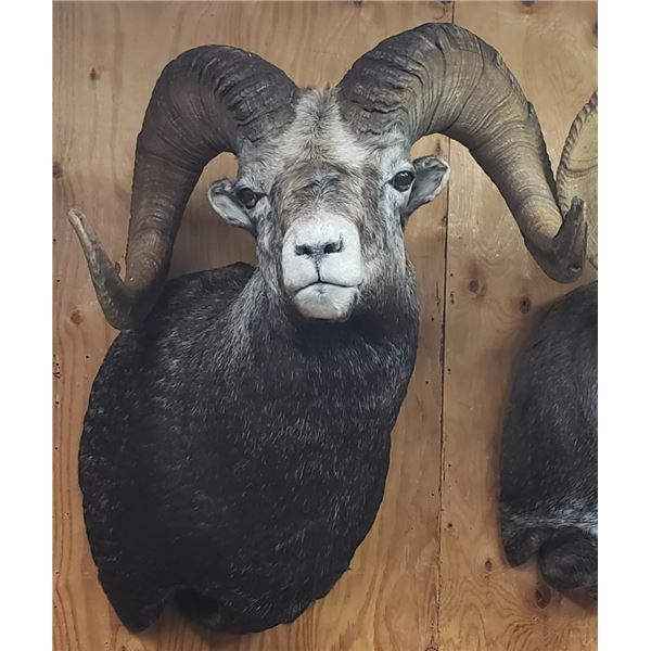 Wild Images Taxidermy - Sheep/Deer/Goat Sized Shoulder Mount Gift Certificate
