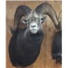 Image 1 : Wild Images Taxidermy - Sheep/Deer/Goat Sized Shoulder Mount Gift Certificate