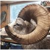Image 2 : Wild Images Taxidermy - Sheep/Deer/Goat Sized Shoulder Mount Gift Certificate