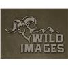 Image 4 : Wild Images Taxidermy - Sheep/Deer/Goat Sized Shoulder Mount Gift Certificate
