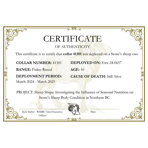 Finlay-Russel Stone’s Sheep Ewe Collar 24-0657