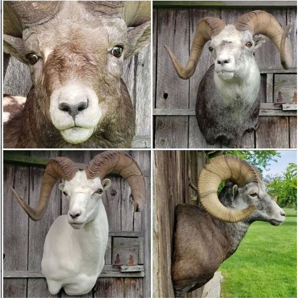 Wild Images Taxidermy - Sheep/Deer/Goat Sized Shoulder Mount Gift Certificate