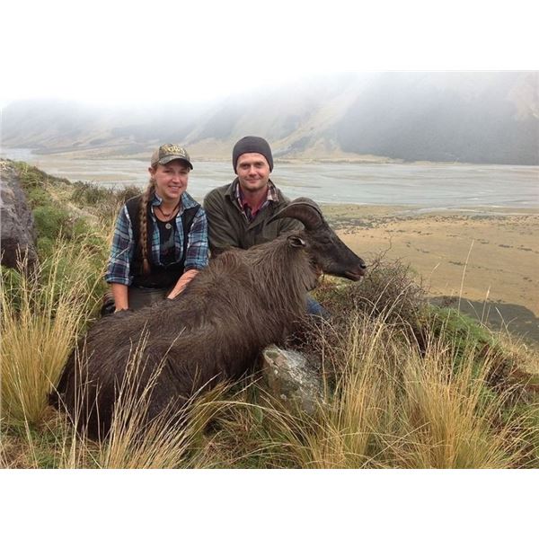 5 day Bull Tahr hunt for 1 hunter