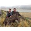 Image 1 : 5 day Bull Tahr hunt for 1 hunter