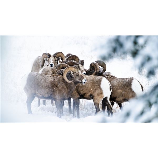 "The Six Pack"- Adam Foss Print