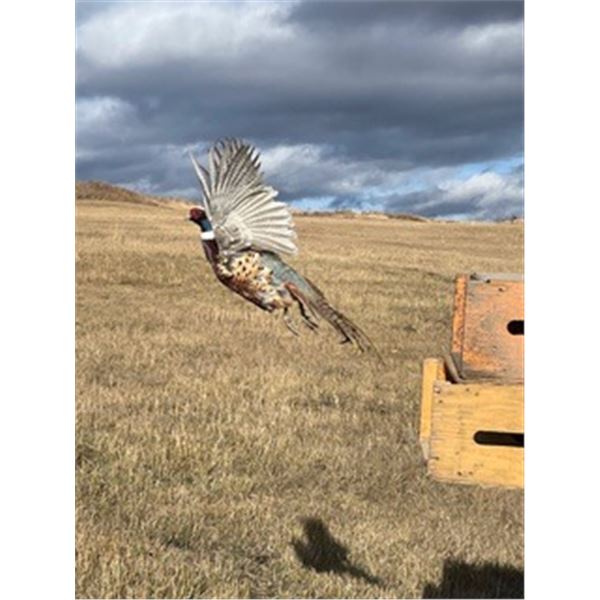 2 Day - all inclusive- Pheasant Hunting package for 2 people including a guide Dog