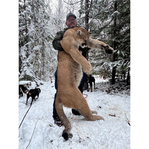 Cougar / Bobcat Combination Hunt with Dogs in British Columbia