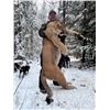 Image 1 : Cougar / Bobcat Combination Hunt with Dogs in British Columbia
