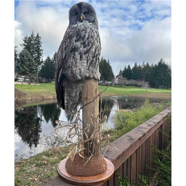 Great Gray Owl Mount