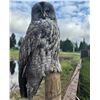 Image 2 : Great Gray Owl Mount