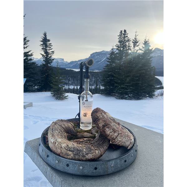 “The Mountain Monarch! “ - Deadhead Bighorn Sheep Skull Light