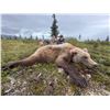 Image 1 : Remote 10-day Alaska Grizzly Bear Hunt with Bushwhack Adventures