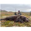 Image 3 : Remote 10-day Alaska Grizzly Bear Hunt with Bushwhack Adventures