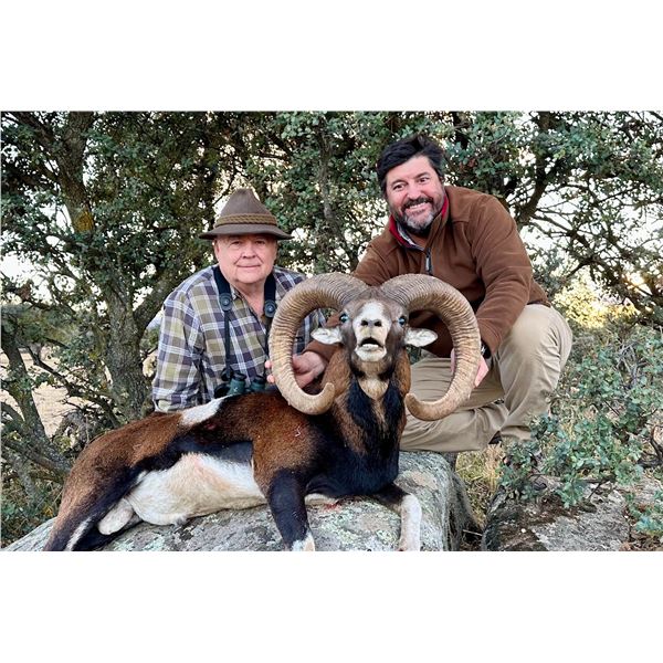 Mouflon Sheep hunt in Spain