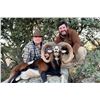 Image 1 : Mouflon Sheep hunt in Spain