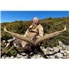 Image 2 : Mouflon Sheep hunt in Spain