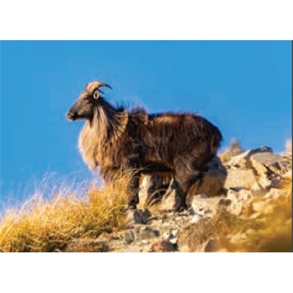 Himalayan Tahr Hunt with Glen Dene Hunting & Fishing