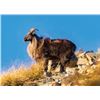 Image 1 : Himalayan Tahr Hunt with Glen Dene Hunting & Fishing
