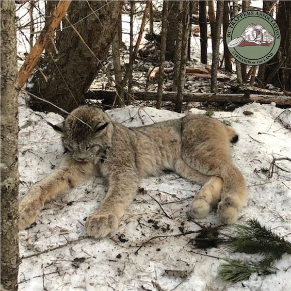 BC Trapline Adventure with Kent Maitland