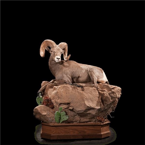 Taxidermy - Life-size Taxidermy including Hardwood Base with Habitat Display