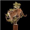 Image 3 : Taxidermy - Life-size Taxidermy including Hardwood Base with Habitat Display