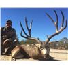 Image 1 : Mexico – Sonora Mule Deer & Coues Deer Combo