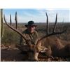Image 3 : Mexico – Sonora Mule Deer & Coues Deer Combo