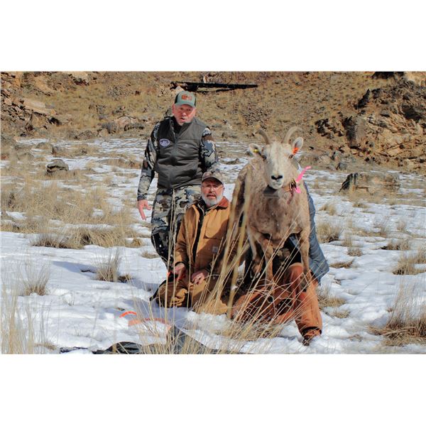 Idaho - Bighorn Sheep Capture Event for 2 people/2 days/3 nights