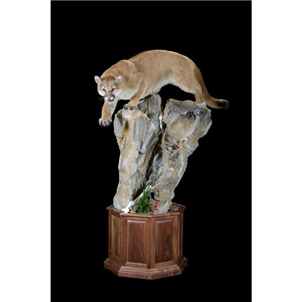 Taxidermy - Lifesize Leopard or Mt. Lion Mount on detailed habitat