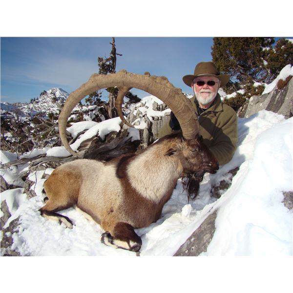 Turkey - Bezoar Ibex