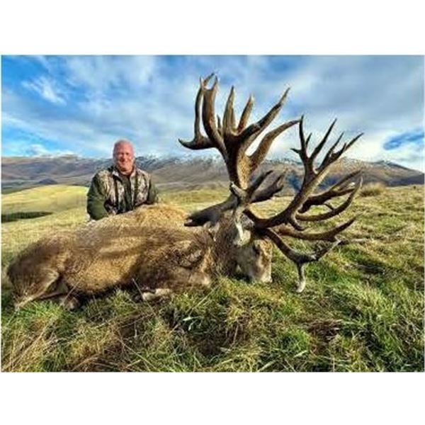 New Zealand – Red Stag to 500 inches