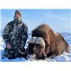 Image 2 : Canada - Nunavut Spring Barren Ground Muskox