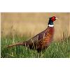 Image 4 : Nebraska – Pheasant Hunt for up to 4 Hunters and observers